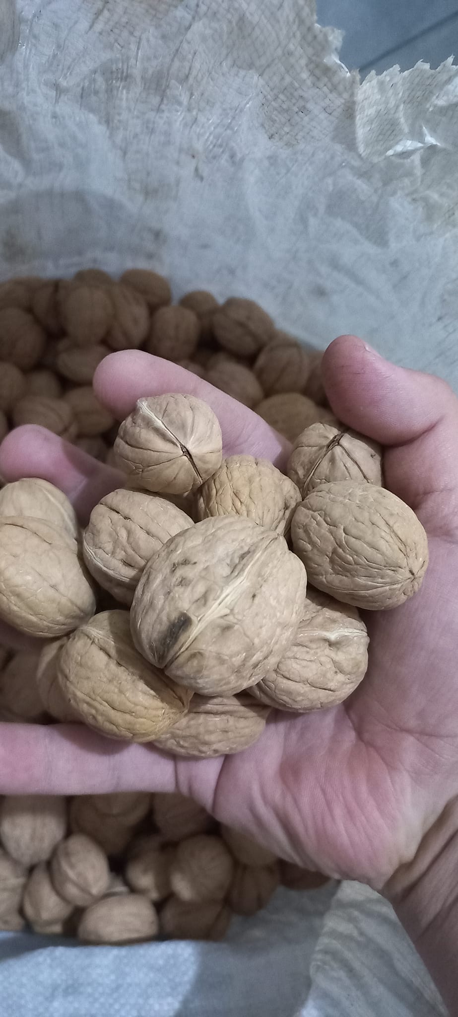 Öz Özgen karışık kuruyemiş çeşitleri - Vitamin deposu sağlıklı atıştırmalıklar